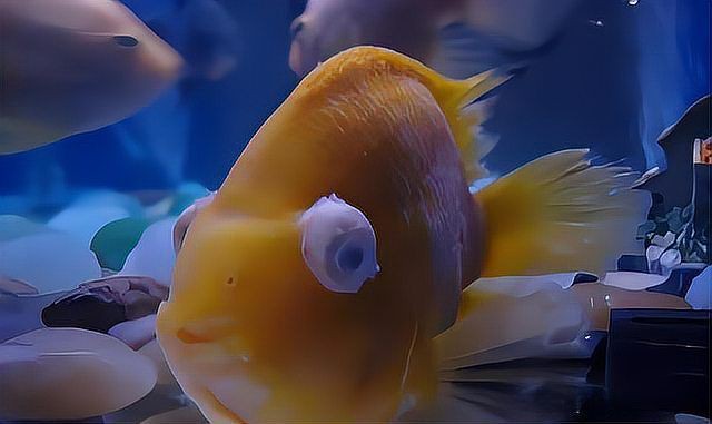 魚嘴凸起白色包要警惕【“魚嘴凸起白色包要警惕”，十年老魚友掏心窩分享5種病因一眼辨別】