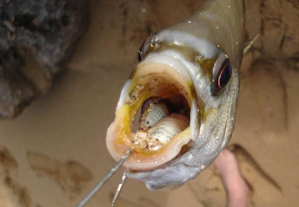 魚嘴凸起白色包要警惕【“魚嘴凸起白色包要警惕”，十年老魚友掏心窩分享5種病因一眼辨別】