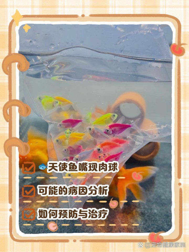 魚嘴凸起白色包要警惕【“魚嘴凸起白色包要警惕”，十年老魚友掏心窩分享5種病因一眼辨別】