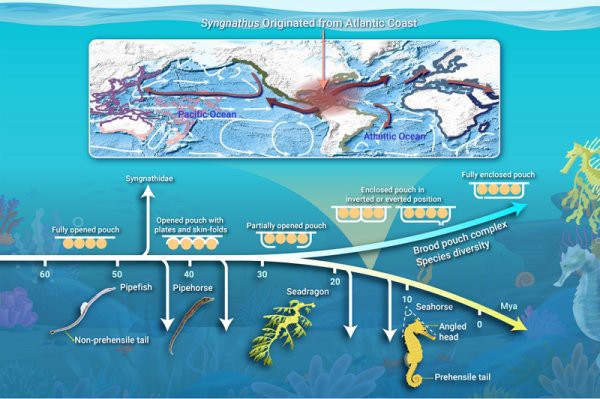 海中龍魚與海龍的區別【 海中龍魚與海龍的區別【\