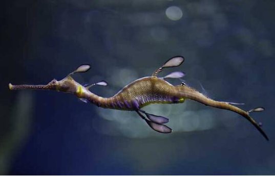 海中龍魚與海龍的區別【 海中龍魚與海龍的區別【\