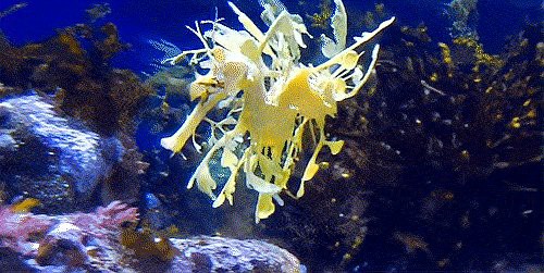 海中龍魚與海龍的區別【 海中龍魚與海龍的區別【\