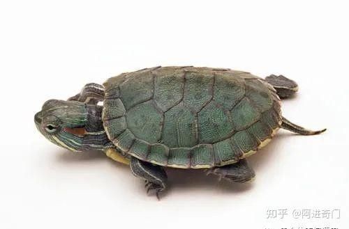 家里養(yǎng)白化龜好嗎吉利嗎【家養(yǎng)哪種龜最適合家里養(yǎng)白化龜招財鎮(zhèn)宅這幾種龜最適合家養(yǎng)】