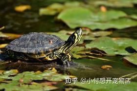 家里養(yǎng)白化龜好嗎吉利嗎【家養(yǎng)哪種龜最適合家里養(yǎng)白化龜招財鎮(zhèn)宅這幾種龜最適合家養(yǎng)】