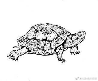 家里養(yǎng)白化龜好嗎吉利嗎【家養(yǎng)哪種龜最適合家里養(yǎng)白化龜招財鎮(zhèn)宅這幾種龜最適合家養(yǎng)】