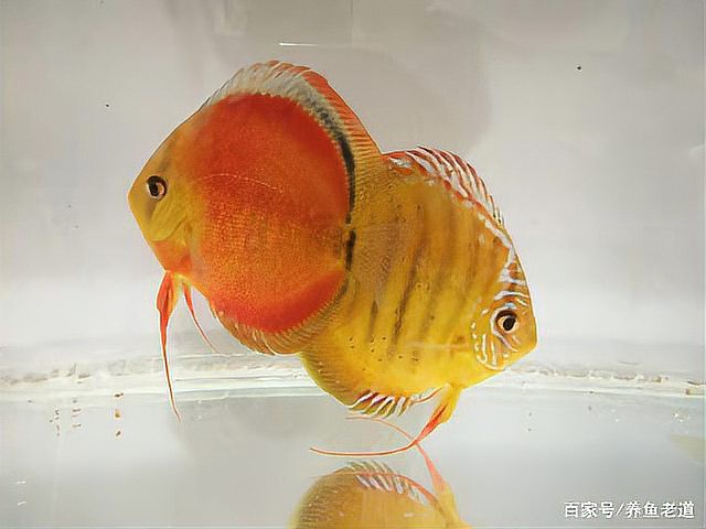 七彩龍魚好養嗎？，《七彩龍魚好養嗎》七彩龍魚飼養難度取決于水質調控能力