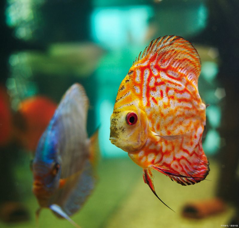 七彩龍魚好養嗎？，《七彩龍魚好養嗎》七彩龍魚飼養難度取決于水質調控能力