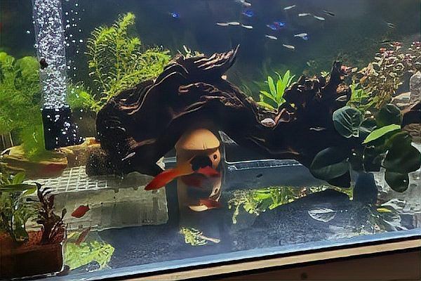 閩江魚缸壽命一般幾年【閩江魚缸壽命一般幾年創新邊界】