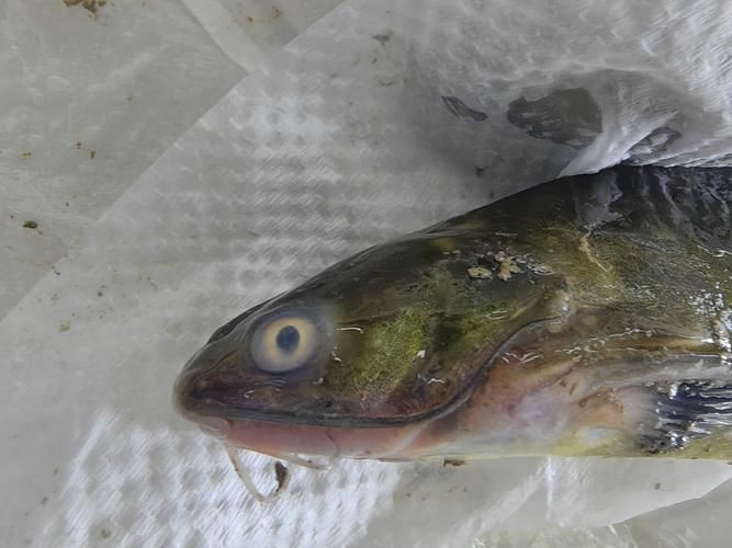 魚鰭根部紅腫充血圖片【(魚鰭根部紅腫充血是觀賞魚常見病癥之一】 魚鰭根部紅腫充血圖片【(魚鰭根部紅腫充血是觀賞魚常見病癥之一】 龍魚百科 第25張