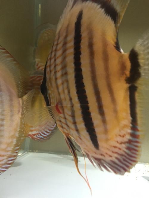 魚鰭根部紅腫充血圖片【(魚鰭根部紅腫充血是觀賞魚常見病癥之一】 魚鰭根部紅腫充血圖片【(魚鰭根部紅腫充血是觀賞魚常見病癥之一】 龍魚百科 第16張