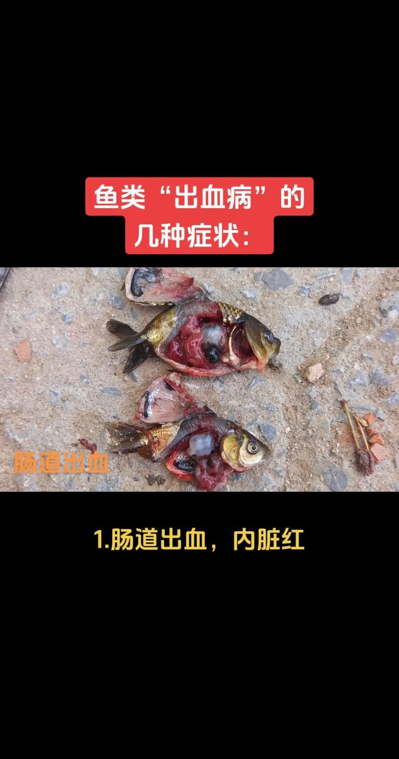 魚鰭根部紅腫充血圖片【(魚鰭根部紅腫充血是觀賞魚常見病癥之一】 魚鰭根部紅腫充血圖片【(魚鰭根部紅腫充血是觀賞魚常見病癥之一】 龍魚百科 第8張