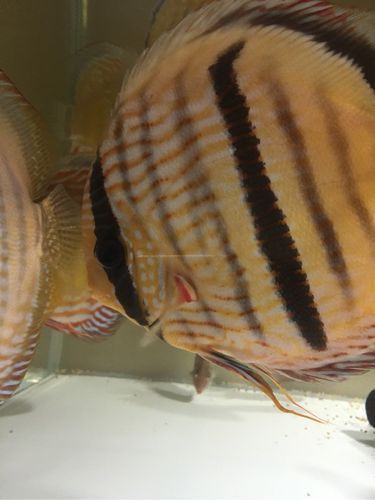 魚鰭根部紅腫充血圖片【(魚鰭根部紅腫充血是觀賞魚常見病癥之一】 魚鰭根部紅腫充血圖片【(魚鰭根部紅腫充血是觀賞魚常見病癥之一】 龍魚百科 第15張