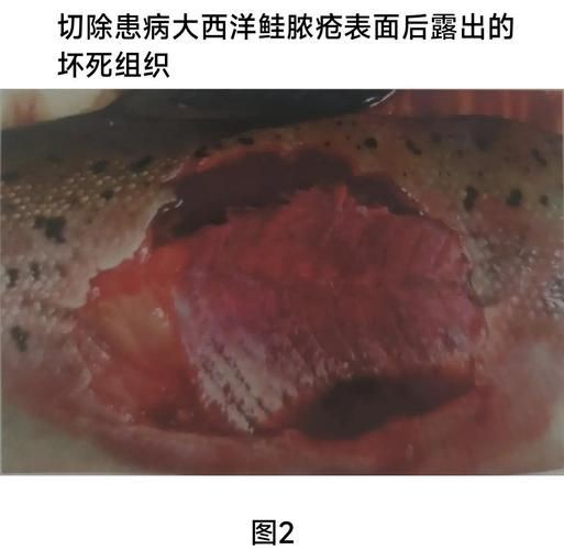 魚鰭根部紅腫充血圖片【(魚鰭根部紅腫充血是觀賞魚常見病癥之一】 魚鰭根部紅腫充血圖片【(魚鰭根部紅腫充血是觀賞魚常見病癥之一】 龍魚百科 第9張