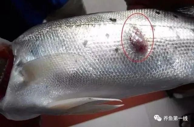 魚鰭根部紅腫充血圖片【(魚鰭根部紅腫充血是觀賞魚常見病癥之一】 魚鰭根部紅腫充血圖片【(魚鰭根部紅腫充血是觀賞魚常見病癥之一】 龍魚百科 第17張