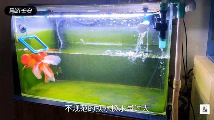 哪種治療方法對魚鰭根部充血最有效？【蝴蝶鯉魚鰭充血怎么辦應急處理與治療方法全民小視頻】