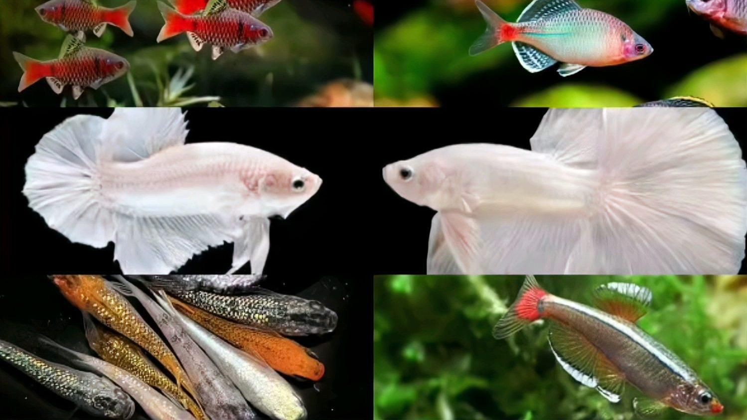 有哪些適合新手養殖的冷水魚【五種最好養的冷水魚，皮實漂亮又便宜】 有哪些適合新手養殖的冷水魚【五種最好養的冷水魚，皮實漂亮又便宜】 龍魚百科 第6張