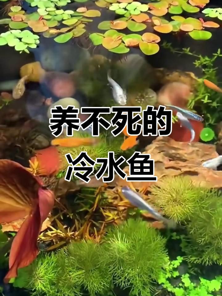 有哪些適合新手養殖的冷水魚【五種最好養的冷水魚，皮實漂亮又便宜】 有哪些適合新手養殖的冷水魚【五種最好養的冷水魚，皮實漂亮又便宜】 龍魚百科 第7張