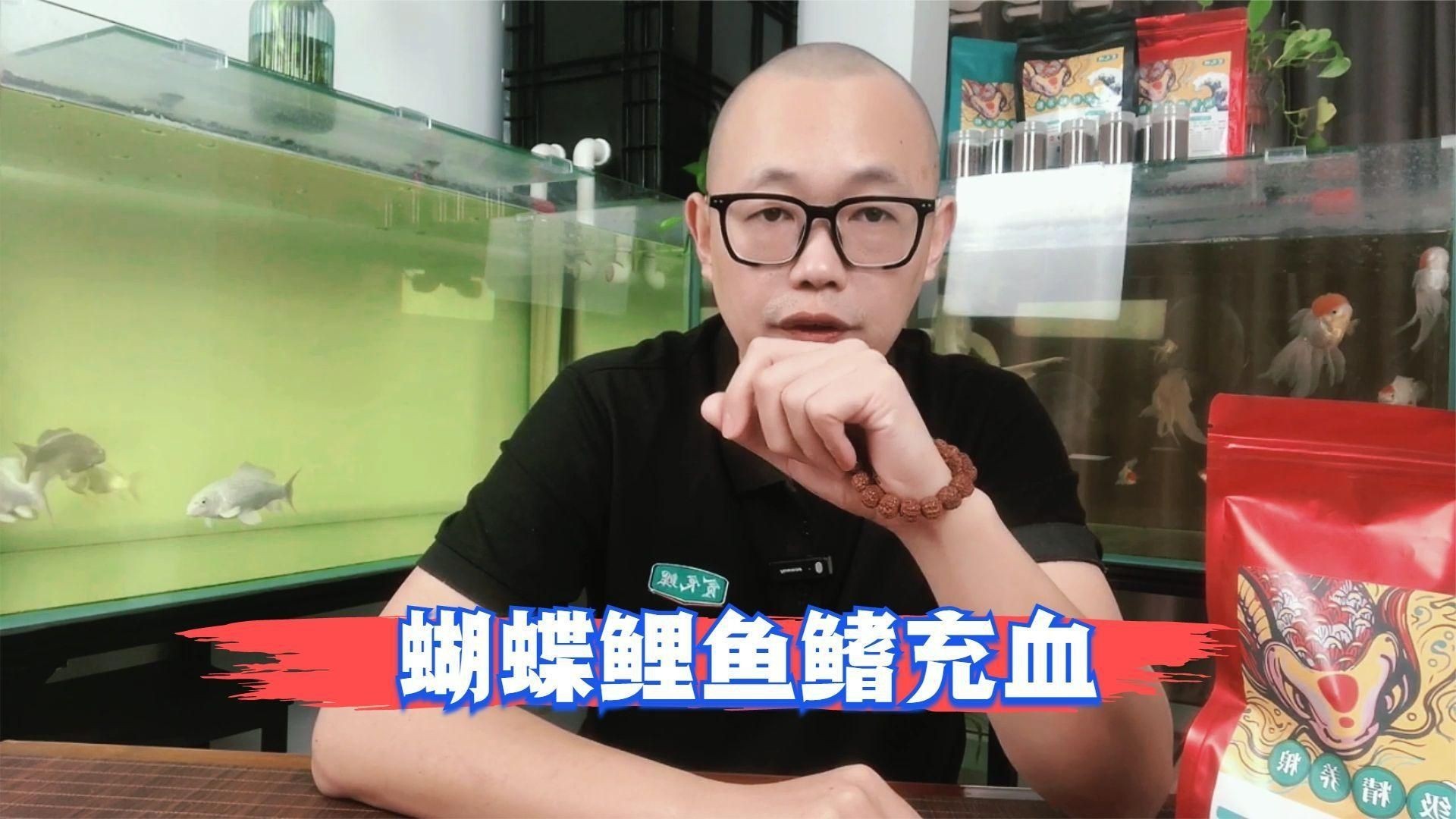 如何預防魚鰭充血再次發生？【錦之鯉,03:26孔雀魚鰭充血咋回事新手魚友你別慌】 如何預防魚鰭充血再次發生？【錦之鯉,03:26孔雀魚鰭充血咋回事新手魚友你別慌】 龍魚百科 第7張