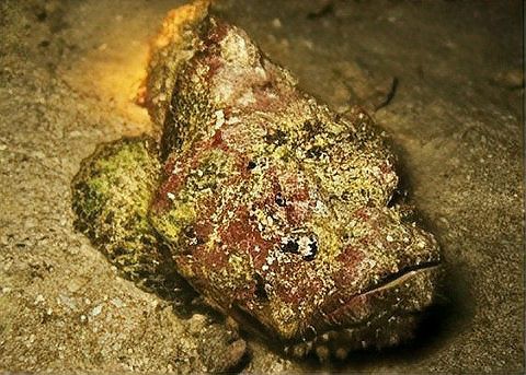 石頭魚市場多少錢一斤【石頭魚的價值與生態(tài)啟示】