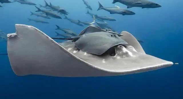 世界上最大的鰩魚(yú)【世界上最大的鰩魚(yú)\