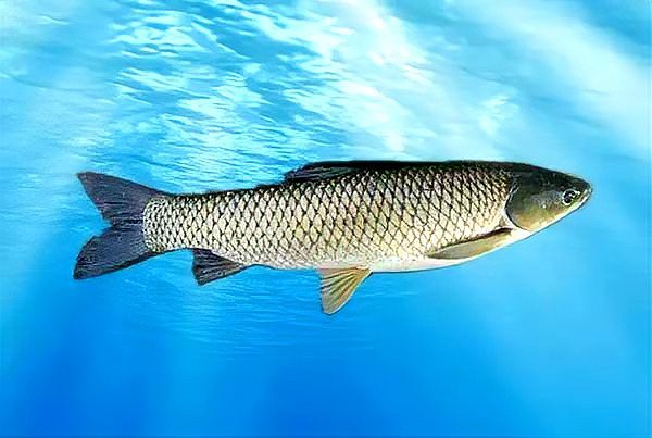 福建叫光魚是什么魚【福建所稱的“光魚”是什么魚？】