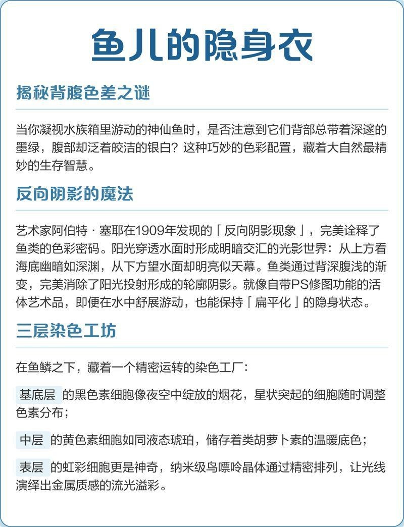 錦鯉的隱墨能長出來嗎【揭秘背腹色差之謎】