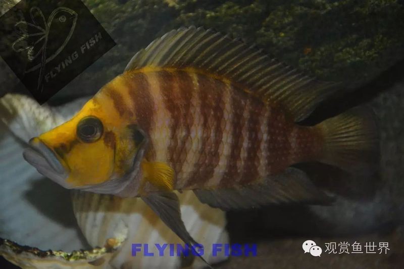 三湖慈鯛虎魚能長多大【三湖慈鯛的飼養技巧】 三湖慈鯛虎魚能長多大【三湖慈鯛的飼養技巧】 龍魚論壇 第1張