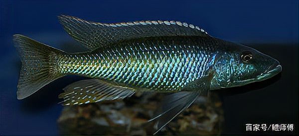 三湖慈鯛虎魚能長多大【三湖慈鯛的飼養技巧】 三湖慈鯛虎魚能長多大【三湖慈鯛的飼養技巧】 龍魚論壇 第4張