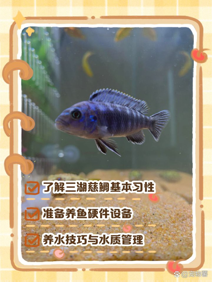 三湖慈鯛虎魚能長多大【三湖慈鯛的飼養技巧】 三湖慈鯛虎魚能長多大【三湖慈鯛的飼養技巧】 龍魚論壇 第6張