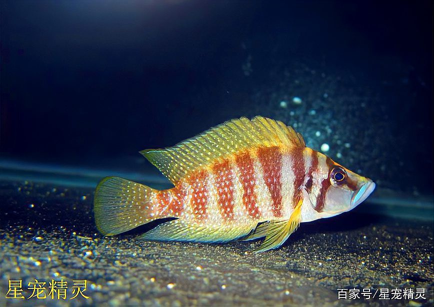 三湖慈鯛虎魚能長多大【三湖慈鯛的飼養技巧】 三湖慈鯛虎魚能長多大【三湖慈鯛的飼養技巧】 龍魚論壇 第2張