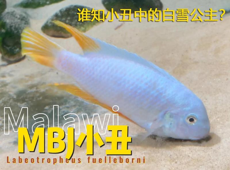 三湖慈鯛虎魚能長多大【三湖慈鯛的飼養技巧】 三湖慈鯛虎魚能長多大【三湖慈鯛的飼養技巧】 龍魚論壇 第7張