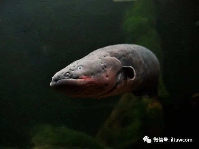 電鰻還是電鰻讀幾聲【《極電鰻，生物語言幾視角》】 電鰻還是電鰻讀幾聲【《極電鰻，生物語言幾視角》】 龍魚論壇 第2張