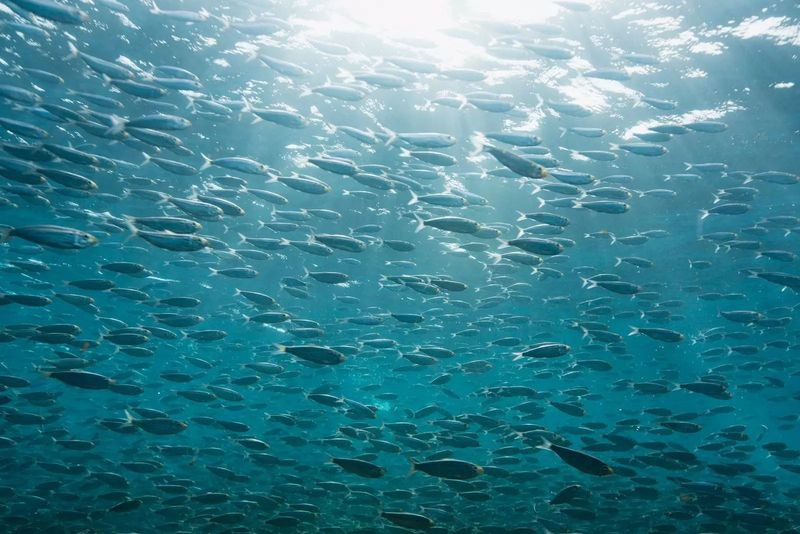 電鰻還是電鰻讀幾聲【《極電鰻，生物語言幾視角》】 電鰻還是電鰻讀幾聲【《極電鰻，生物語言幾視角》】 龍魚論壇 第3張