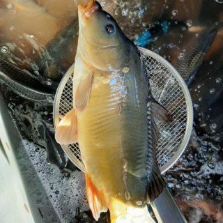 東北三道鱗魚多少錢一斤【2025年8月東北地區三道鱗魚價格分析】 東北三道鱗魚多少錢一斤【2025年8月東北地區三道鱗魚價格分析】 龍魚論壇 第4張