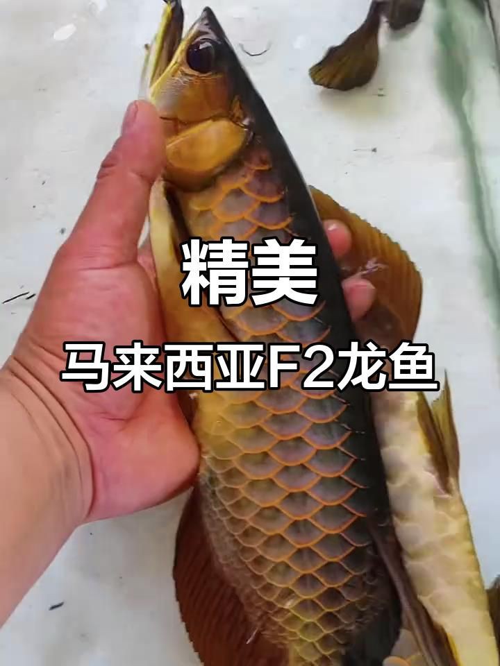 馬來西亞龍魚【馬來西亞龍魚的神秘世界】