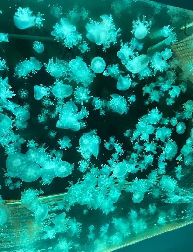 安陽水族店【安陽哪家水族店口碑最好】 安陽水族店【安陽哪家水族店口碑最好】 全國水族館企業名錄 第4張