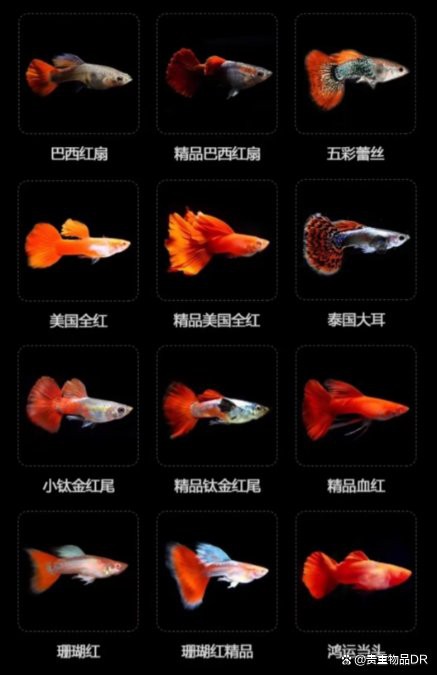 瑪麗魚(yú)混養(yǎng)最忌三種魚(yú)【瑪麗魚(yú)混養(yǎng)有哪些禁忌？】