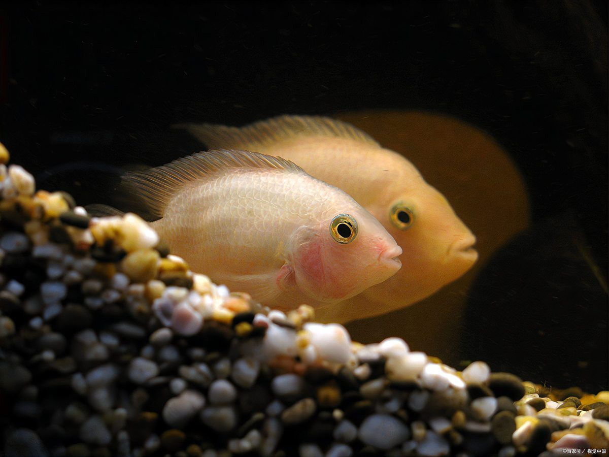 瑪麗魚(yú)混養(yǎng)最忌三種魚(yú)【瑪麗魚(yú)混養(yǎng)有哪些禁忌？】