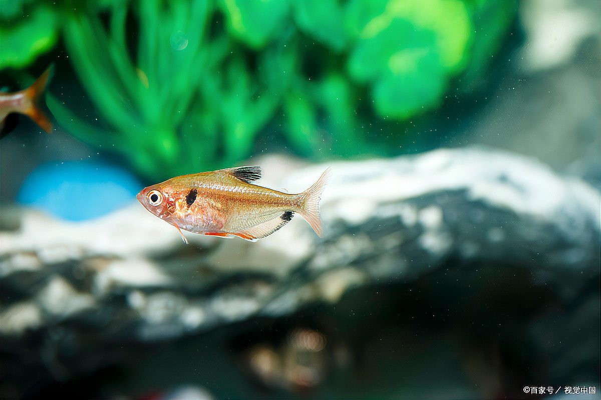 瑪麗魚(yú)混養(yǎng)最忌三種魚(yú)【瑪麗魚(yú)混養(yǎng)有哪些禁忌？】
