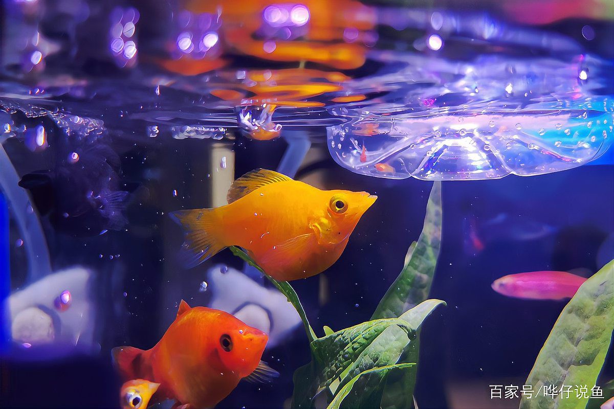 瑪麗魚(yú)混養(yǎng)最忌三種魚(yú)【瑪麗魚(yú)混養(yǎng)有哪些禁忌？】