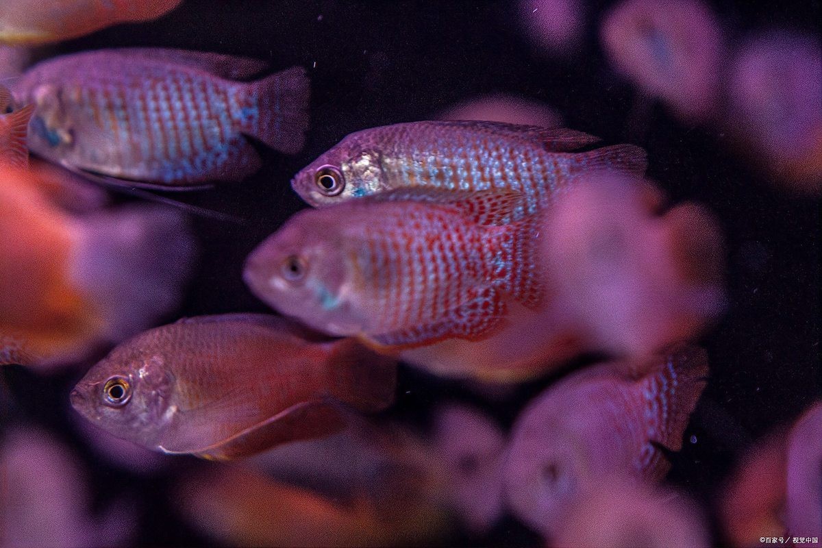 瑪麗魚(yú)混養(yǎng)最忌三種魚(yú)【瑪麗魚(yú)混養(yǎng)有哪些禁忌？】