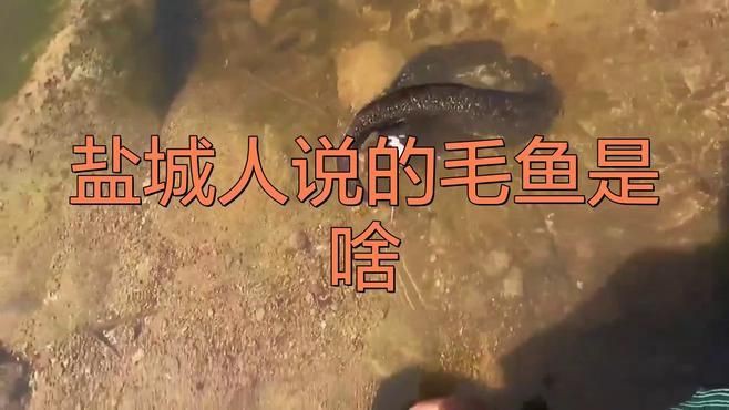 毛魚是什么魚【巢湖毛魚富含什么營養(yǎng)價值及功效王春華江蘇毛魚是什么魚】