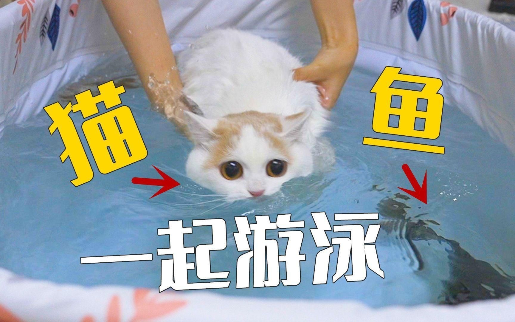 貓和魚共養有哪些注意事項？【在家里又養貓又養魚是什么樣的體驗】