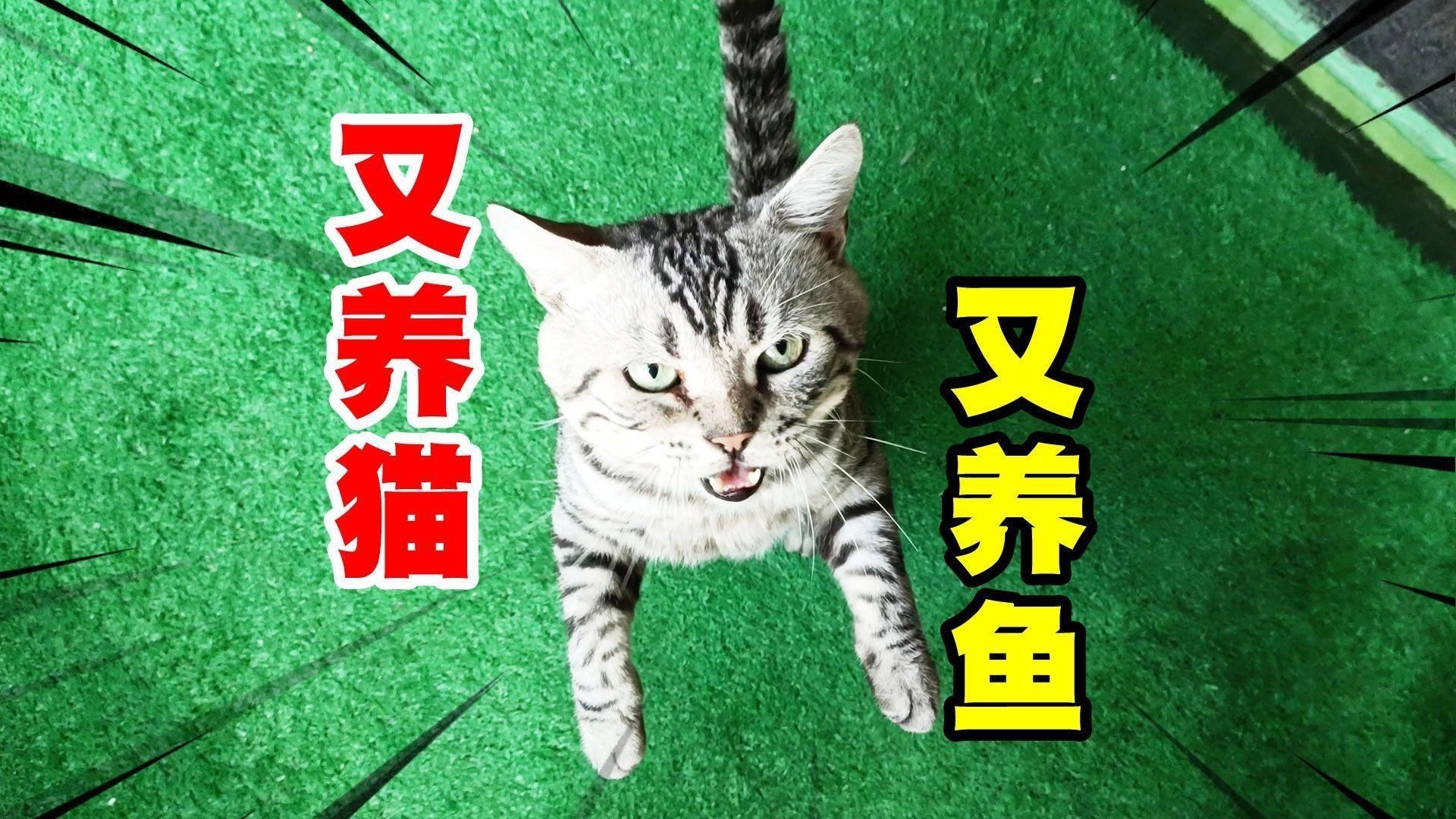 貓和魚共養有哪些注意事項？【在家里又養貓又養魚是什么樣的體驗】