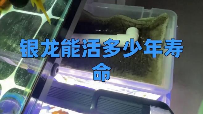 有哪些因素會(huì)影響銀龍魚(yú)的壽命？【銀龍魚(yú)的壽命受多種因素影響銀龍魚(yú)的壽命受多種因素影響】