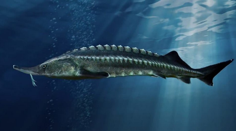 世界十大魚排名【世界十大巨型魚類排名】