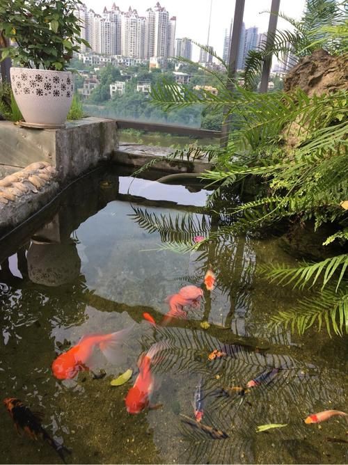 樓頂露臺魚池效果圖【《樓頂露臺魚池效果圖》】