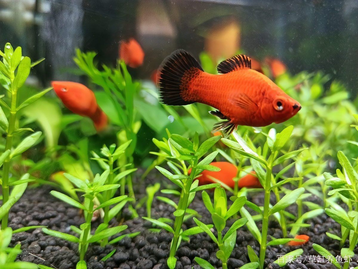 魚缸加鹽魚都上浮了【壓魚缸加鹽魚都上浮了】 魚缸加鹽魚都上浮了【壓魚缸加鹽魚都上浮了】 龍魚百科 第11張