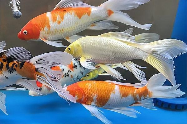 魚缸加鹽魚都上浮了【壓魚缸加鹽魚都上浮了】 魚缸加鹽魚都上浮了【壓魚缸加鹽魚都上浮了】 龍魚百科 第5張