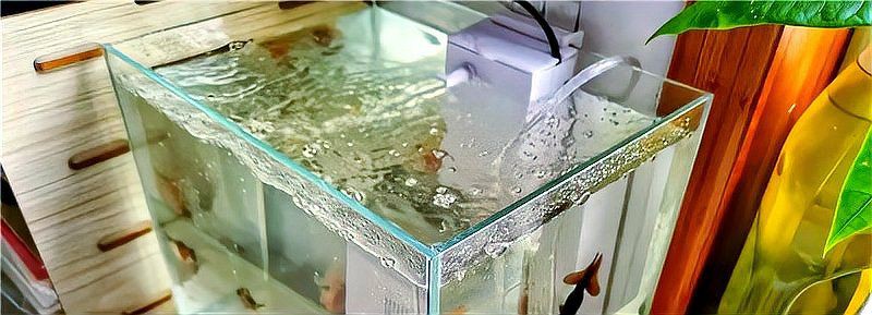 魚缸加鹽魚都上浮了【壓魚缸加鹽魚都上浮了】 魚缸加鹽魚都上浮了【壓魚缸加鹽魚都上浮了】 龍魚百科 第2張